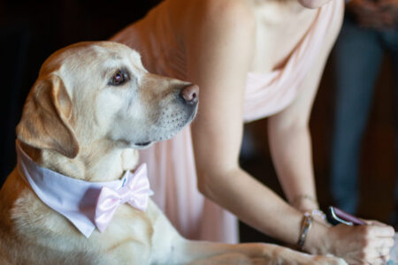 A dog poses as a staged witness to sign a marriage certificate as a joke.